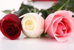 lillyroseagnouret