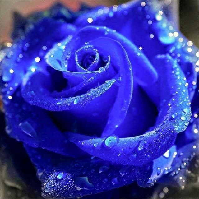 lafleurbleu