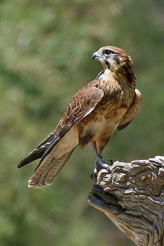 L'aiglon blessé